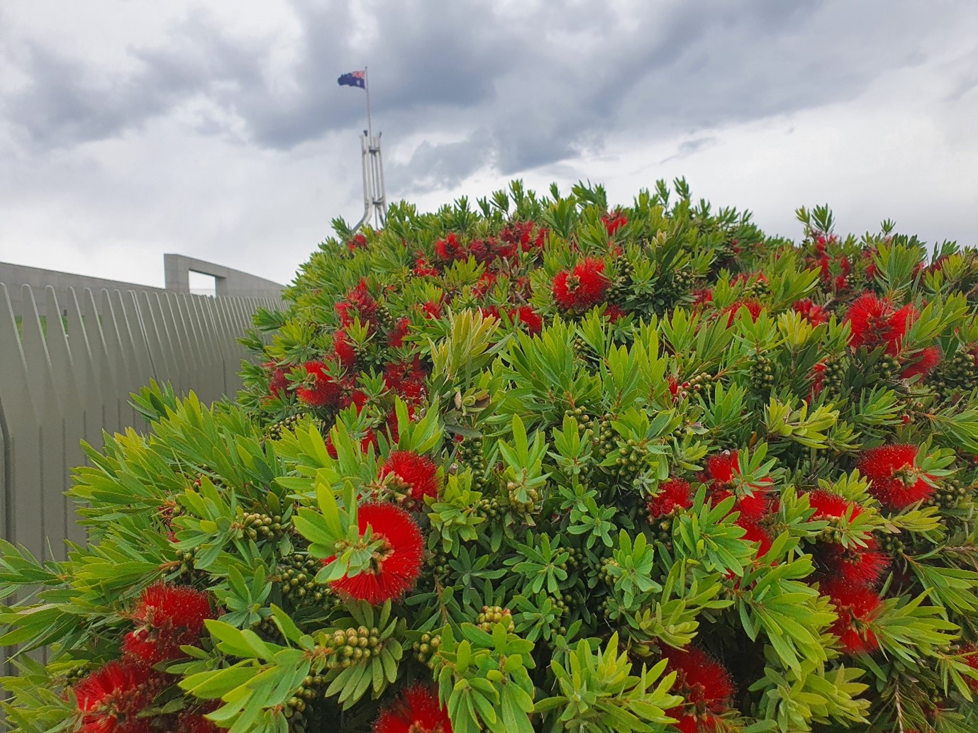 Urban spaces still have room for spectacular (and productive) floral displays, like this one at the Australian Parliament house..jpg